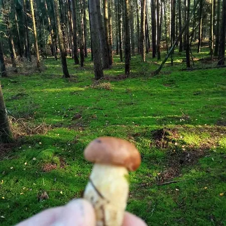 Nad Jeziorem * Kujan
