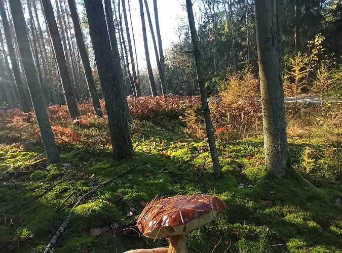 Nad Jeziorem Holiday home Kujan