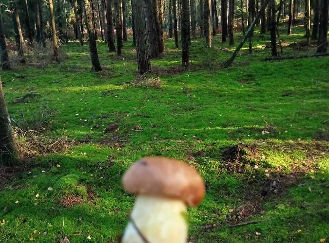 Nad Jeziorem * Kujan